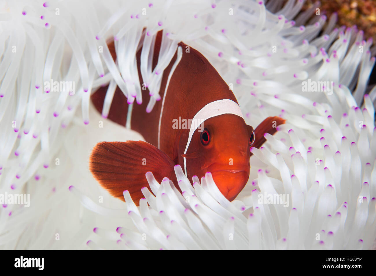 Un dorso-cheeked anemonefish nuota fra i tentacoli del suo host anemone. Foto Stock