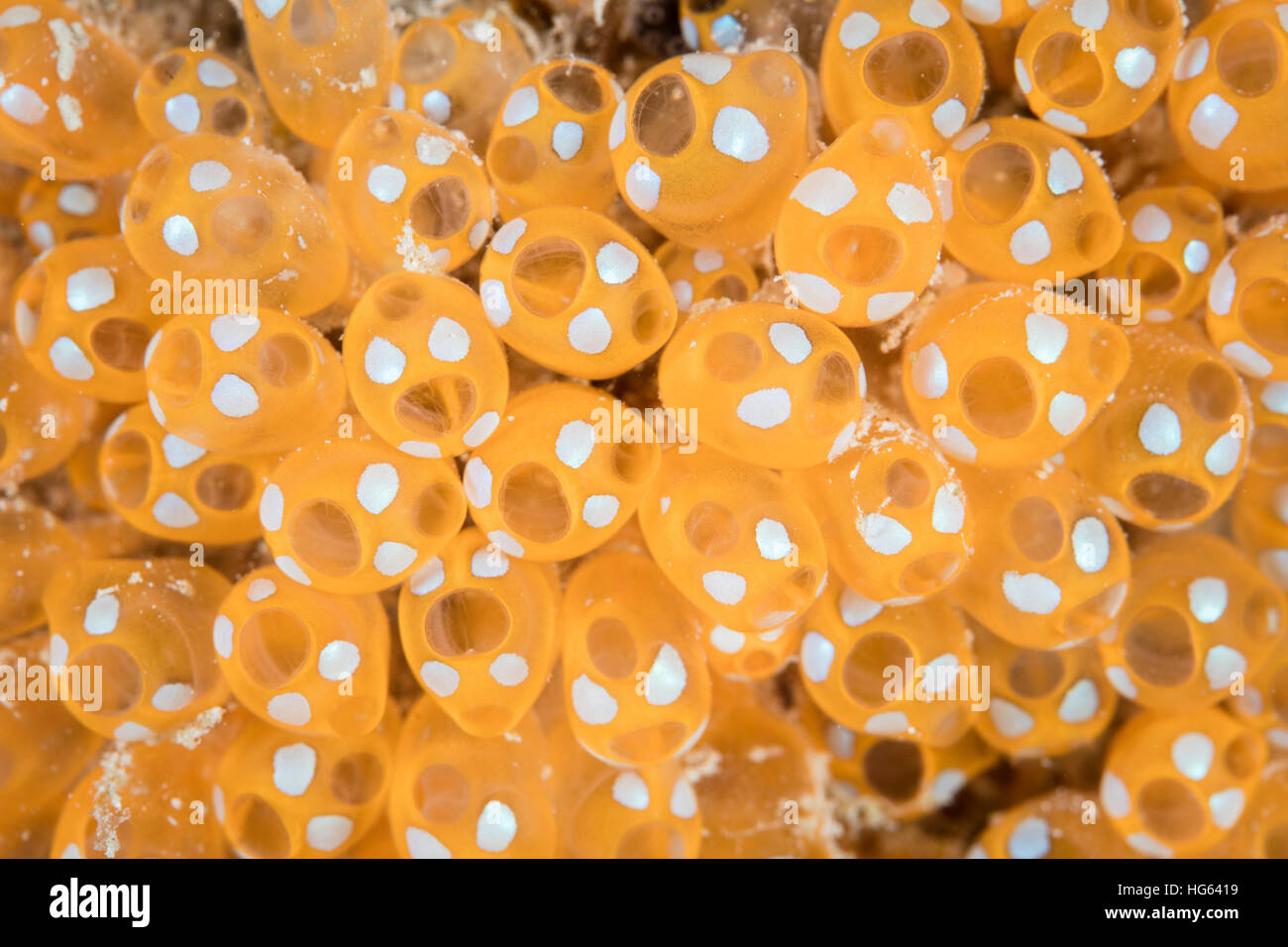 Colonia di tunicati crescere su un reef a Wakatobi. Parco Nazionale, Indonesia. Foto Stock