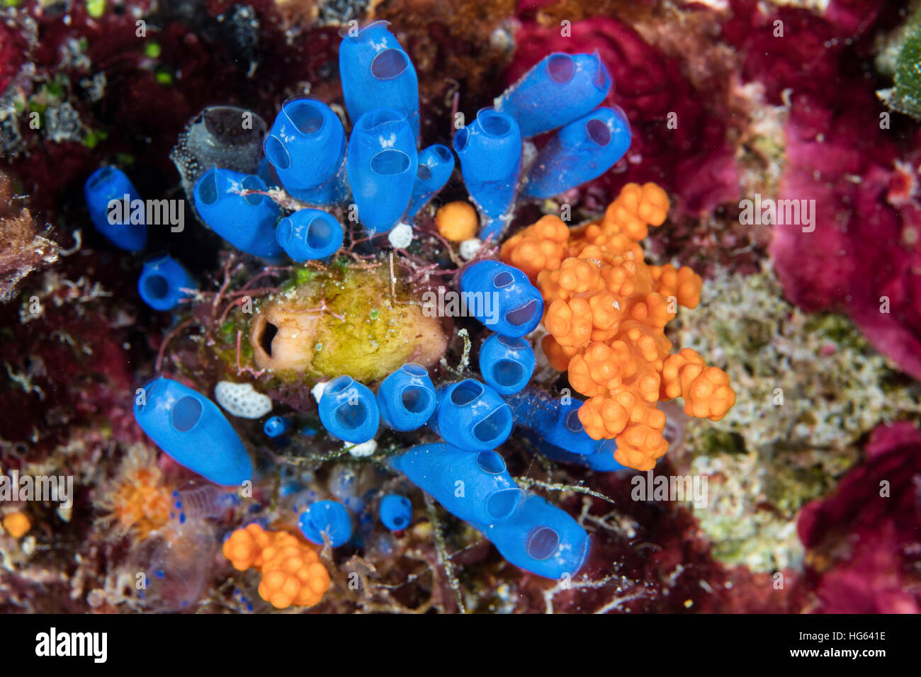Colorato tunicati e coralli molli su un reef a Wakatobi. Parco Nazionale, Indonesia. Foto Stock