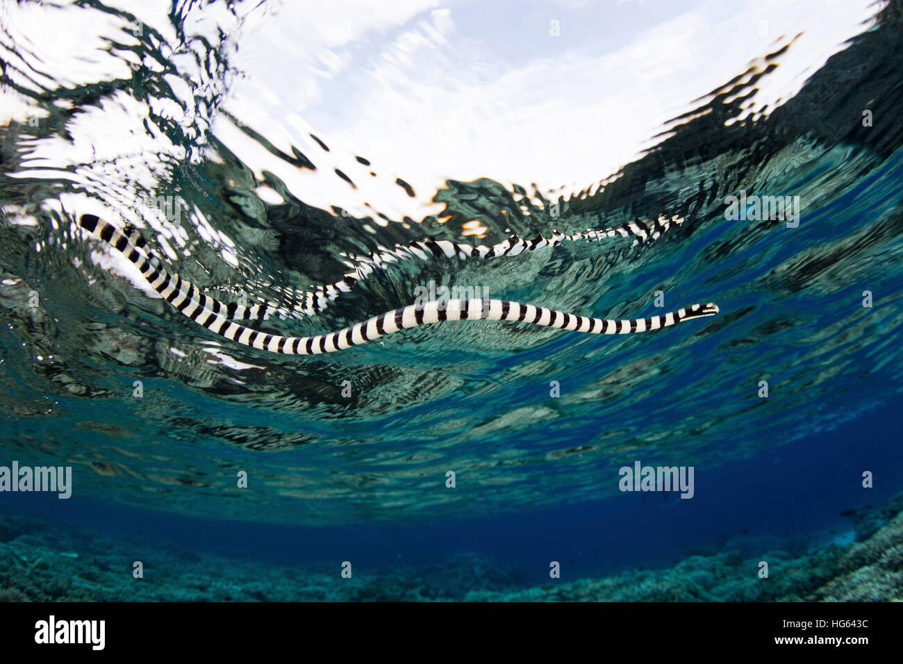 Un mare nastrati snake (Laticauda colubrina) nuota in superficie, Indonesia. Foto Stock