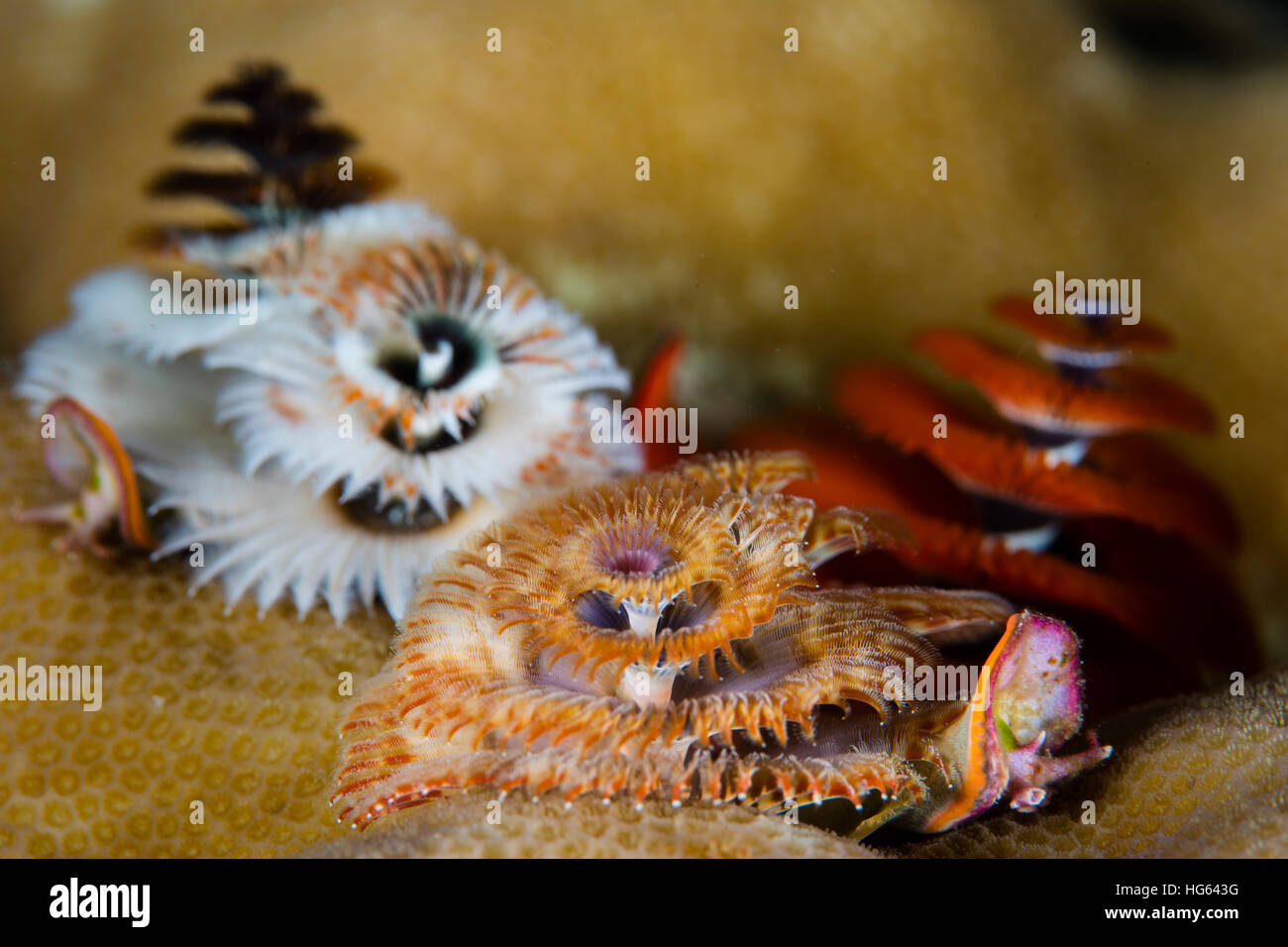 Albero di natale worm crescere su una barriera corallina in Wakatobi. Parco Nazionale, Indonesia. Foto Stock