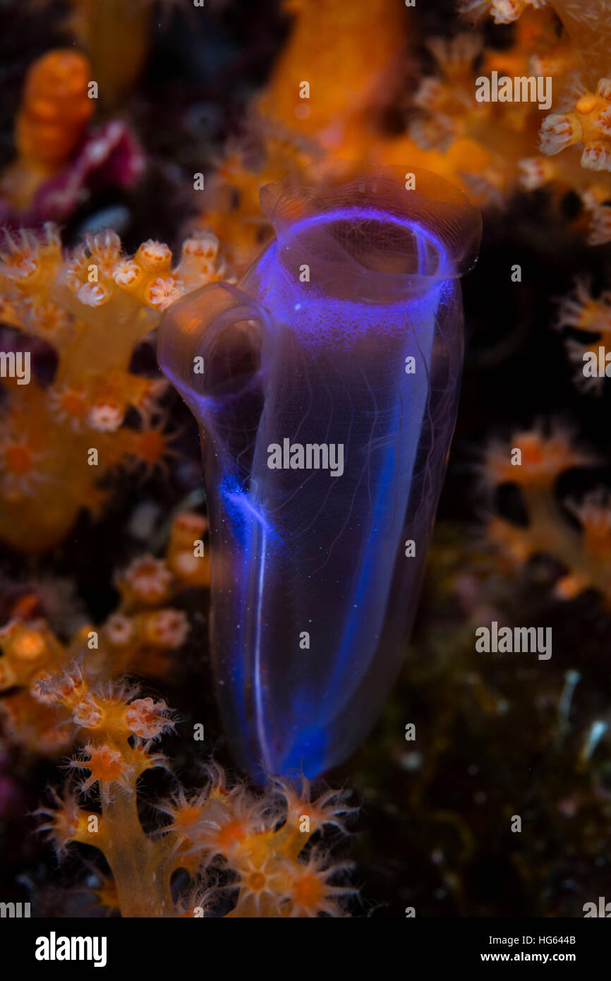 Un delicato tunicate cresce tra coralli molli in Wakatobi. Parco Nazionale, Indonesia. Foto Stock