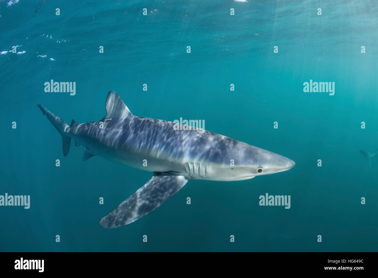 Un elegante blue shark nuotare nelle acque al largo di Cape Cod, Massachusetts. Foto Stock