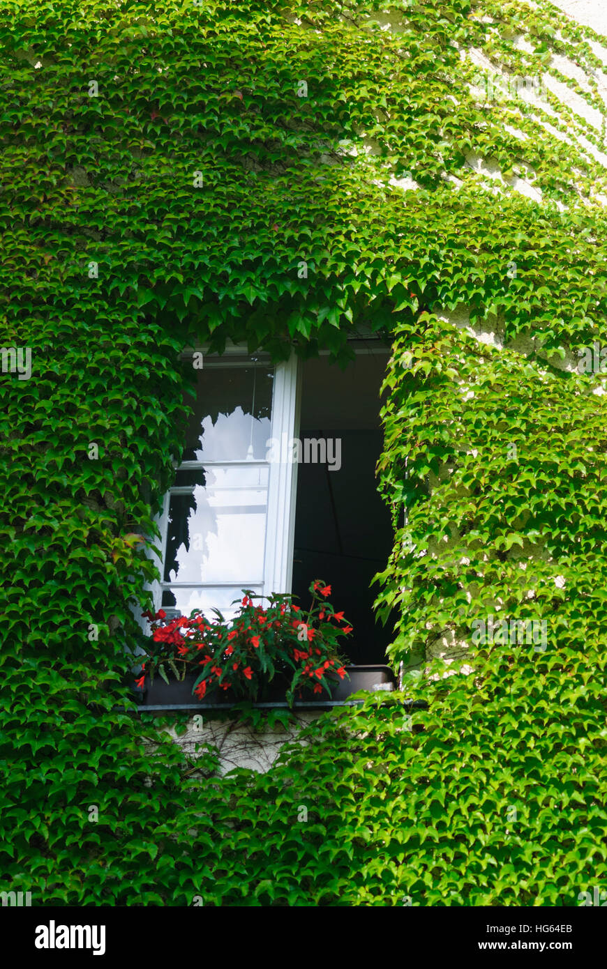 Casa residenziale con edera-rivestiti finestra, Mostviertel, Niederösterreich, Austria Inferiore, Austria Foto Stock