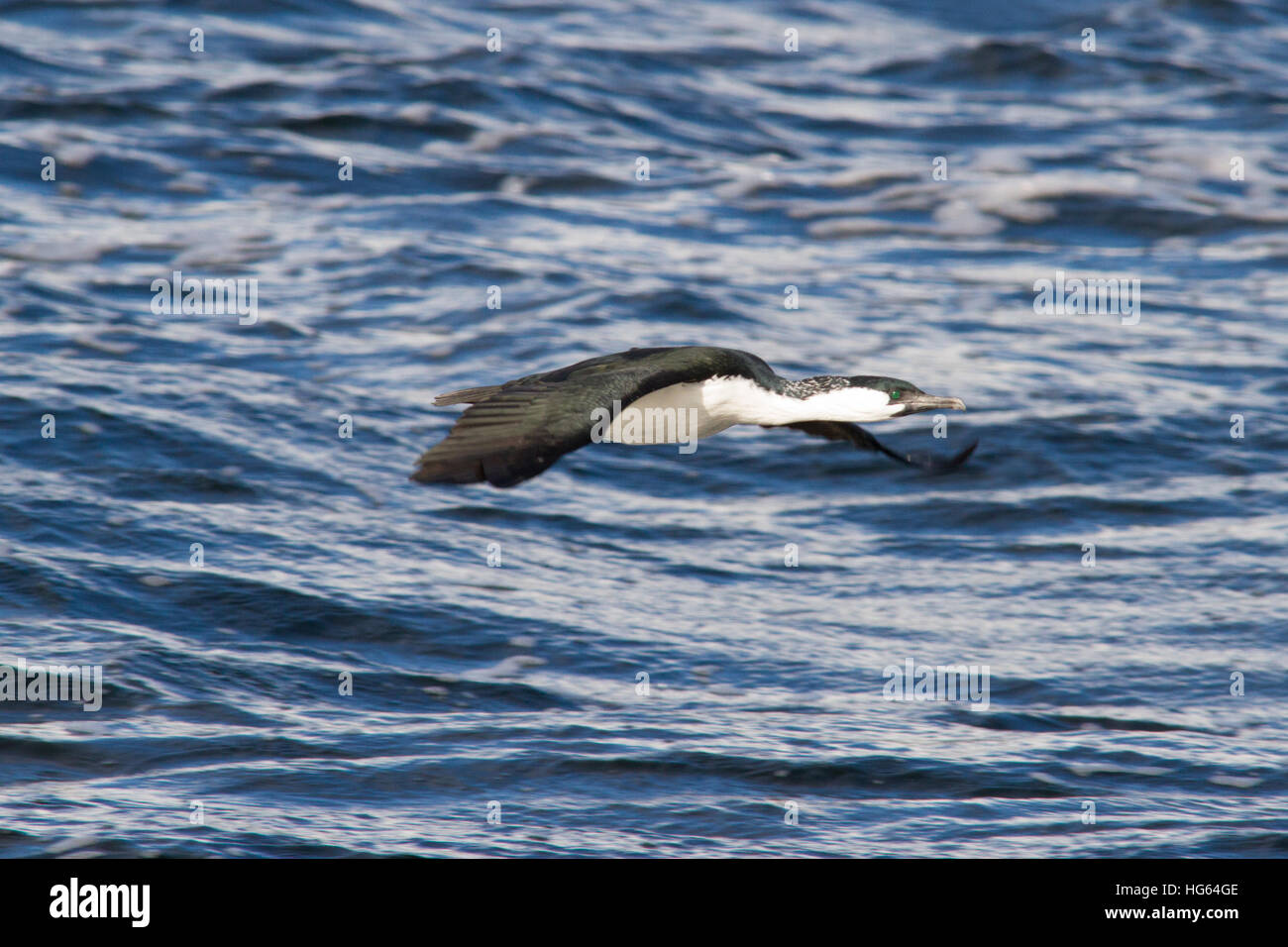 Nero-di fronte cormorano (Phalacrocorax fuscescens) Foto Stock