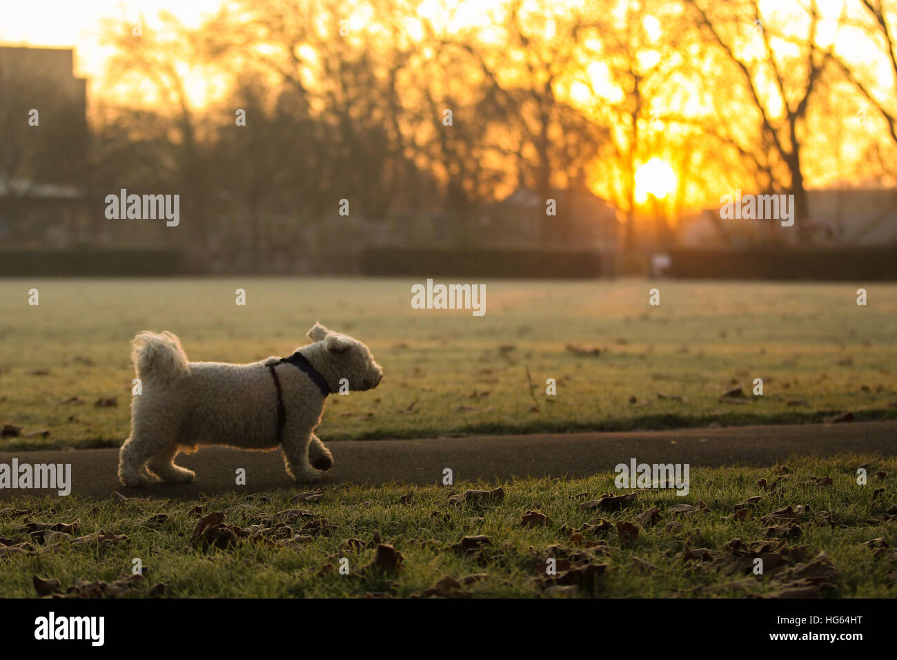 Londra si sveglia ad una coltre di ghiaccio e golden sunrise su un molto freddo lunedì mattina (05Dec16) dotato di: atmosfera dove: Londra, Regno Unito quando: 05 Dic 2016 Foto Stock
