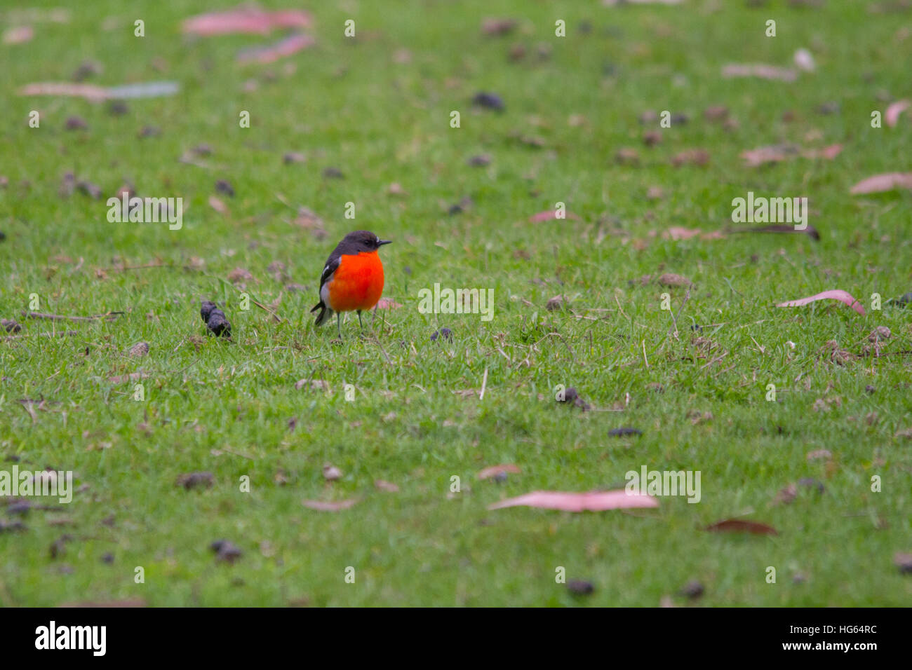 Fiamma robin (petroica phoenicea) appollaiato sul terreno Foto Stock