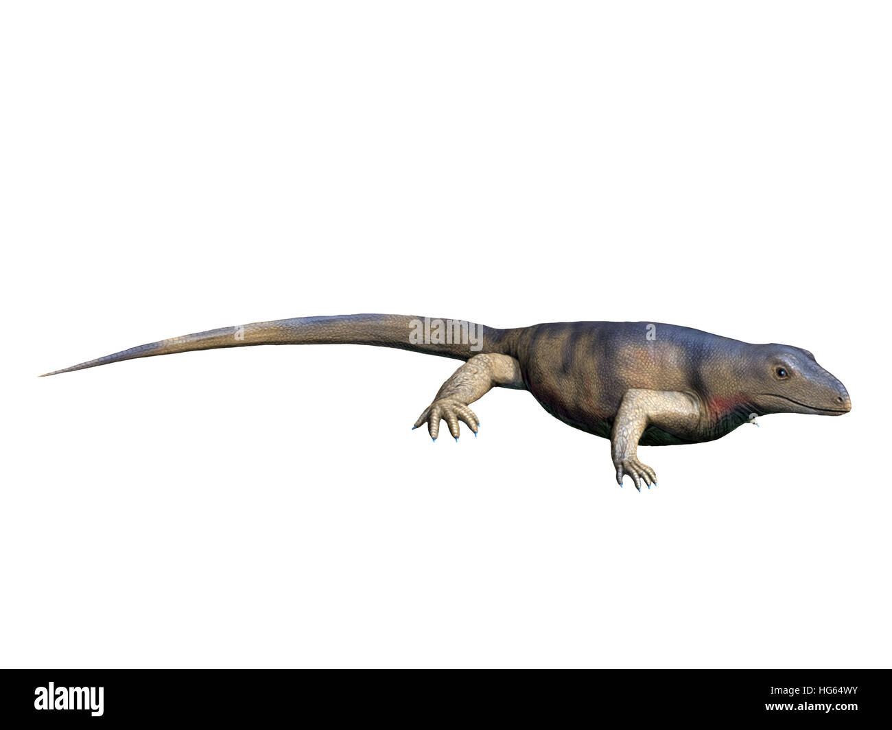 Archaeothyris è un synapsid dal tardo periodo Carbonifero del Canada. Foto Stock