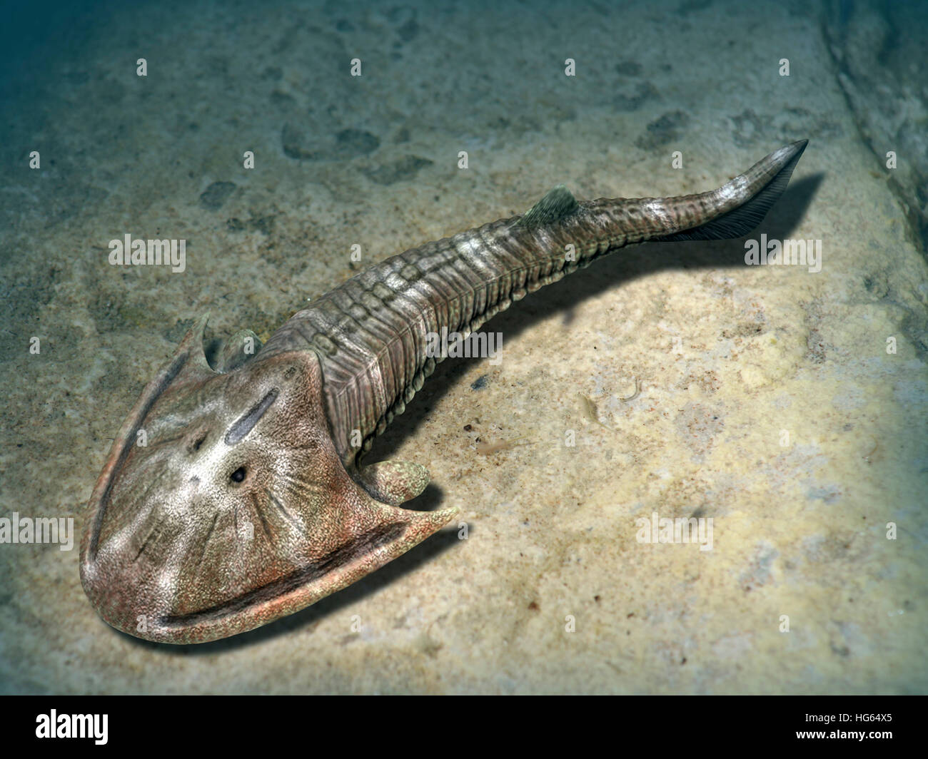 Cephalaspis lyelli jawless pesce dal Devoniano precoce della Scozia Foto Stock