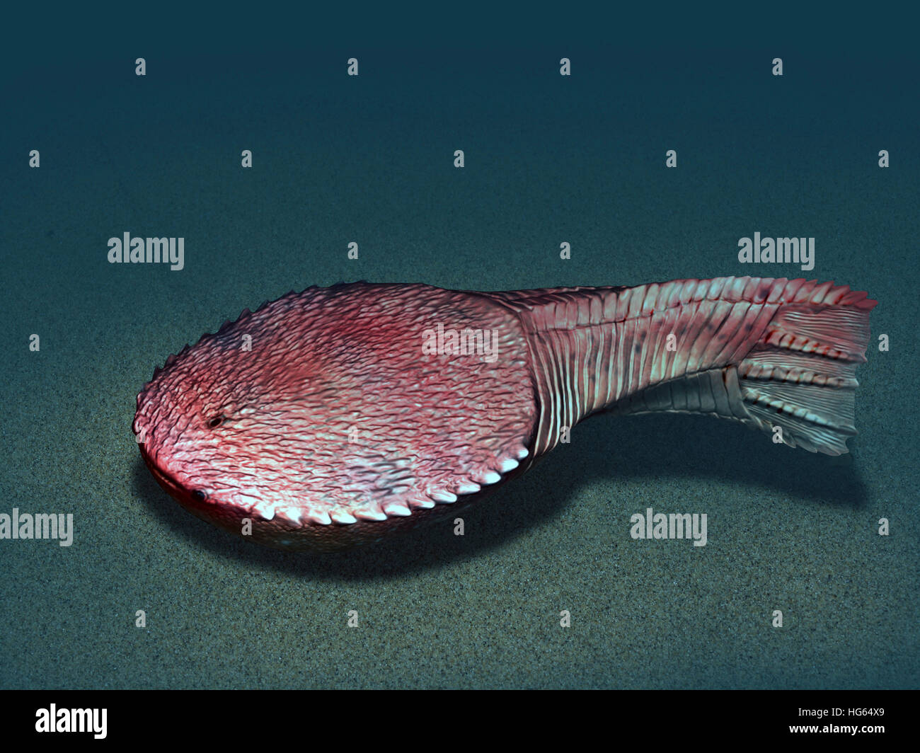 Ctenaspis è un pesce jawless dal Devoniano precoce della Norvegia. Foto Stock