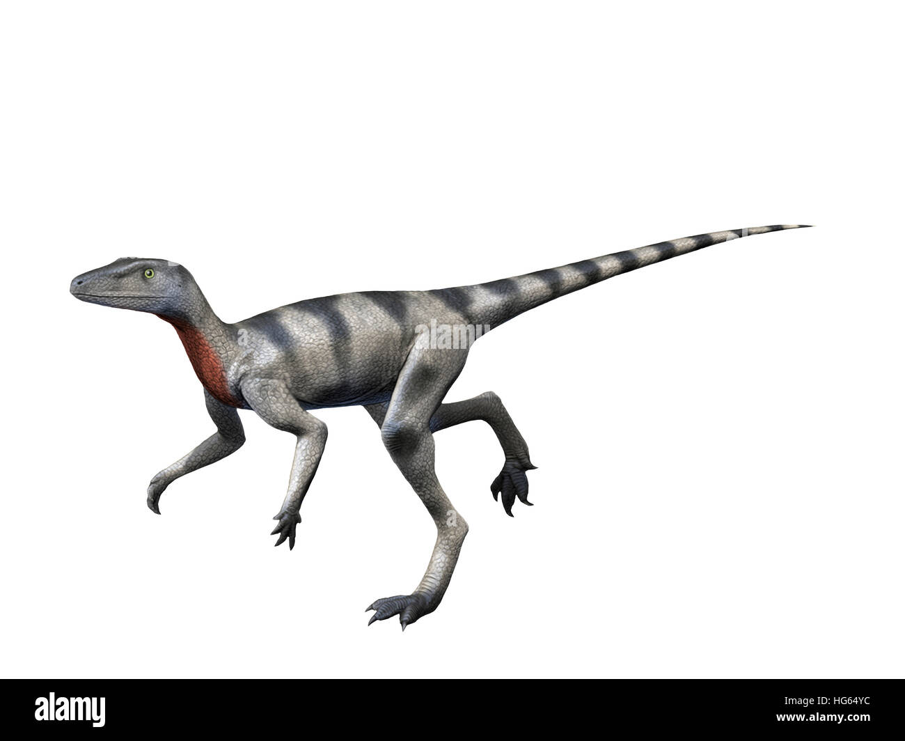 Saltopus è un dinosauro estinto dal tardo Triassico della Scozia Foto stock  - Alamy