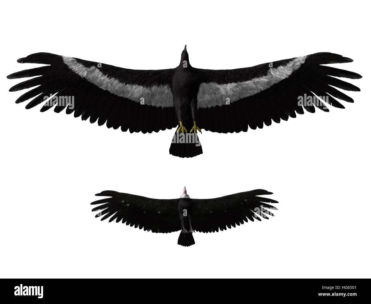 Argentavis magnificens rispetto a un americano condor. Foto Stock