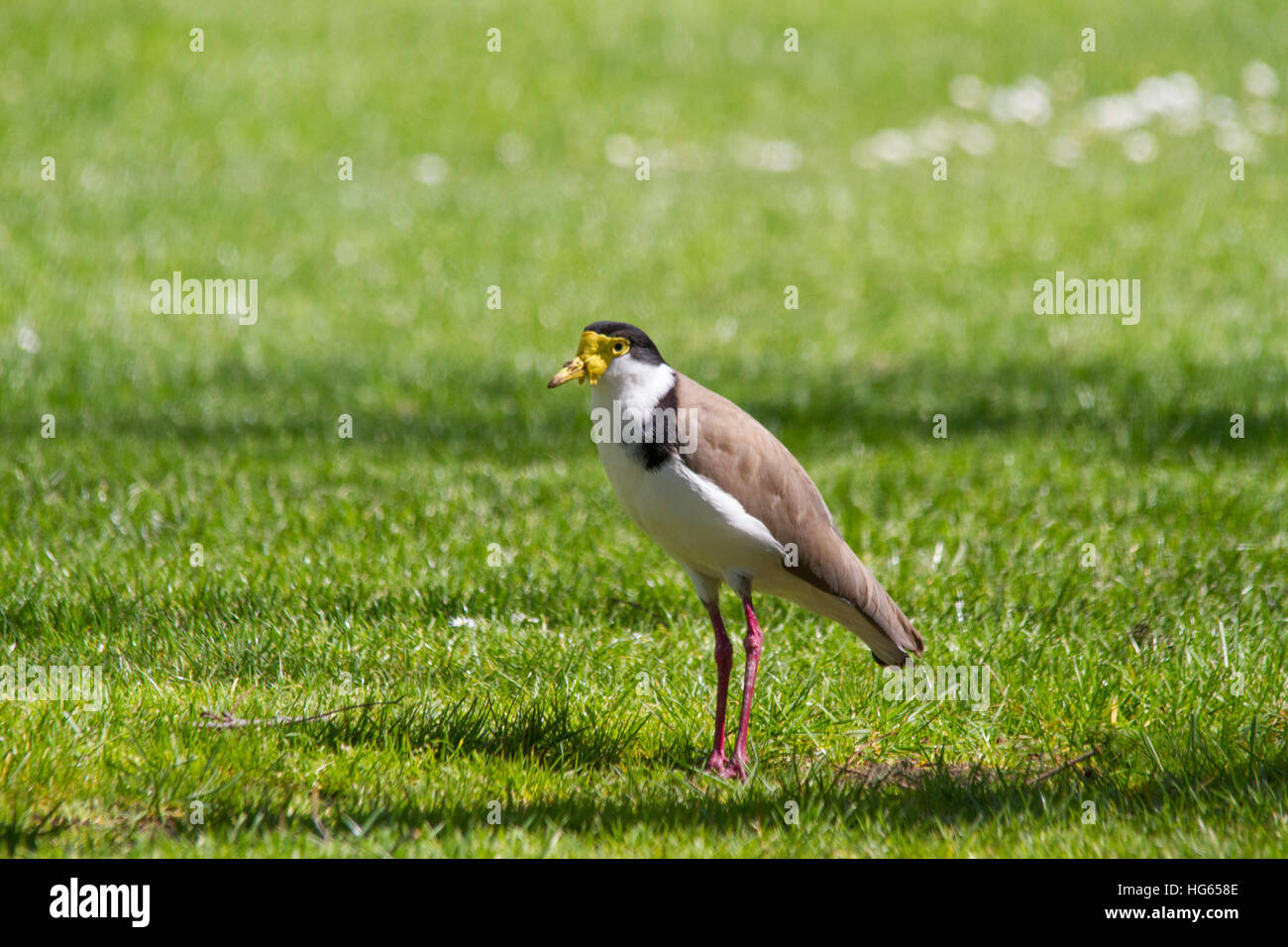 Pavoncella mascherata o mascherato plover (Vanellus miglia) Foto Stock