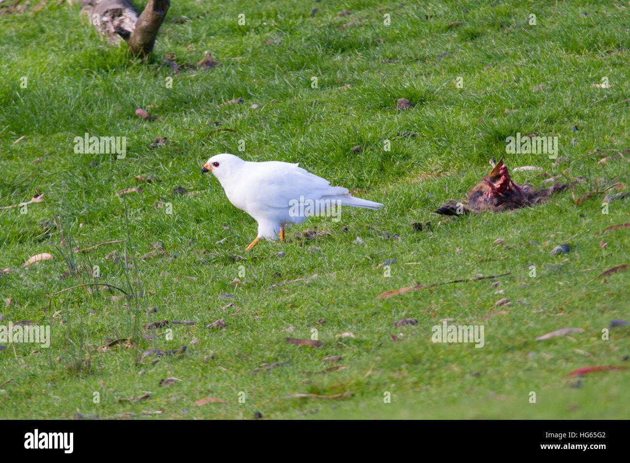 Grigio astore (bianco morph) (Accipiter novaehollandiae) alimentazione Foto Stock