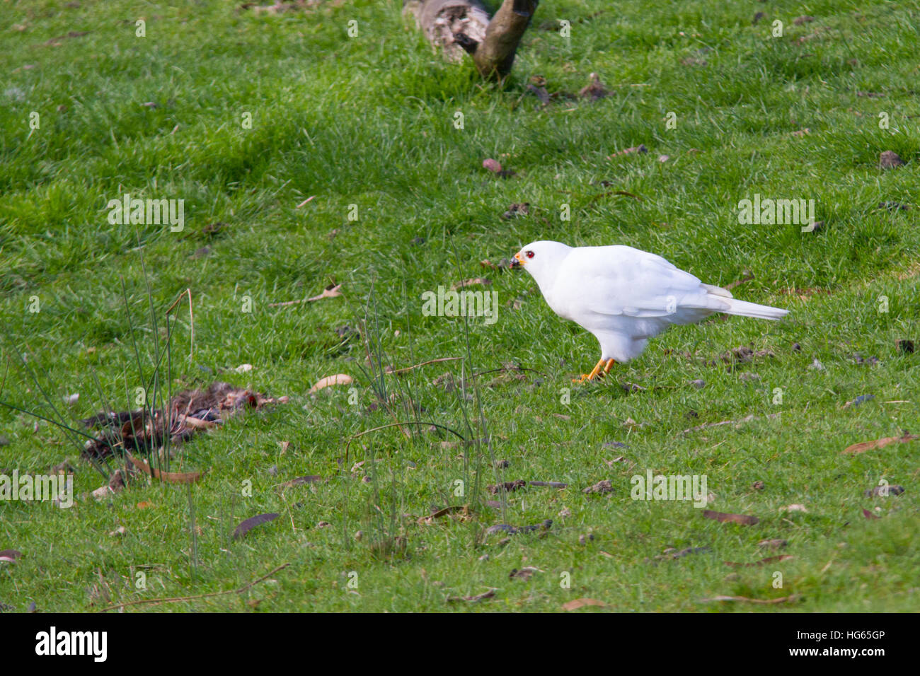 Grigio astore (bianco morph) (Accipiter novaehollandiae) alimentazione Foto Stock