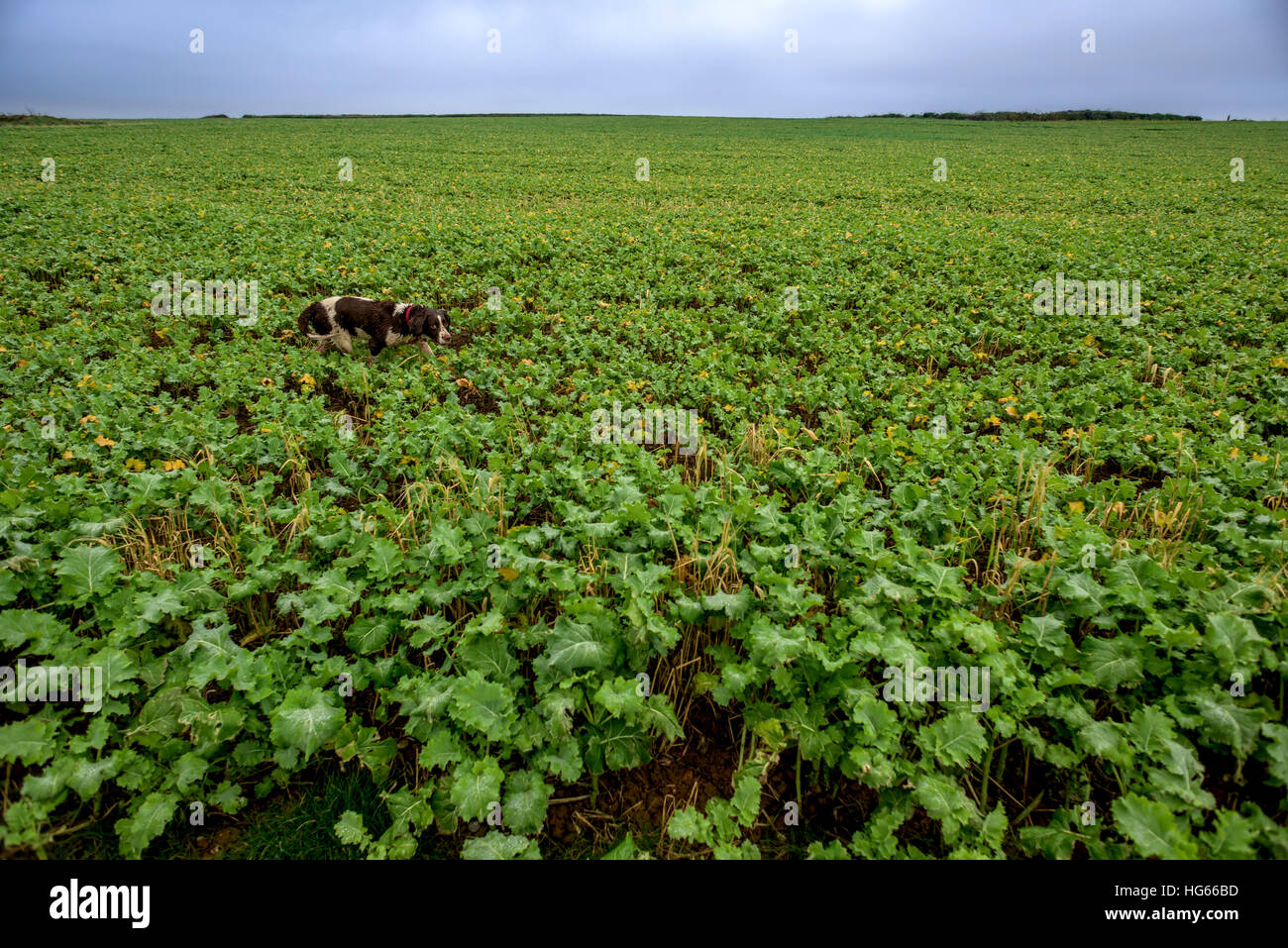 Un cane a piedi attraverso le colture su una collina sul Cornish sentiero costiero, vicino a Padstow Foto Stock