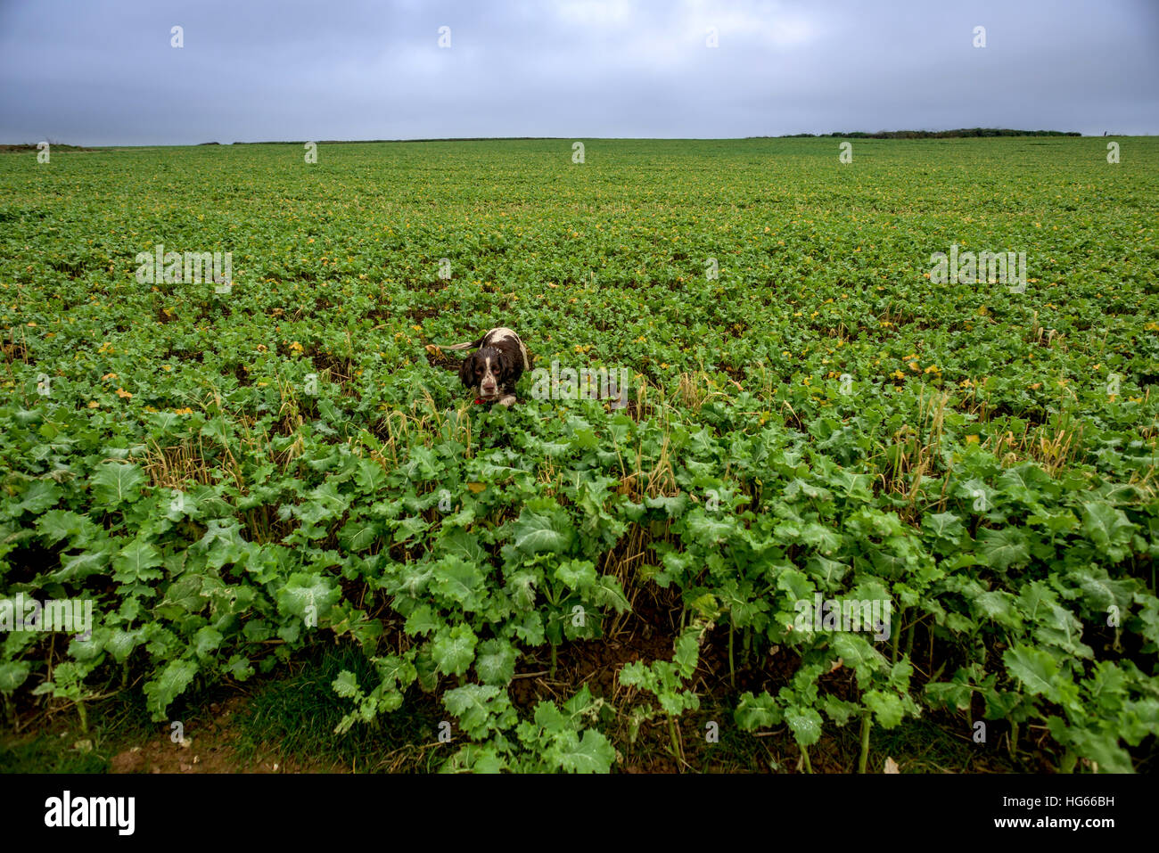 Un cane a piedi attraverso le colture su una collina sul Cornish sentiero costiero, vicino a Padstow Foto Stock