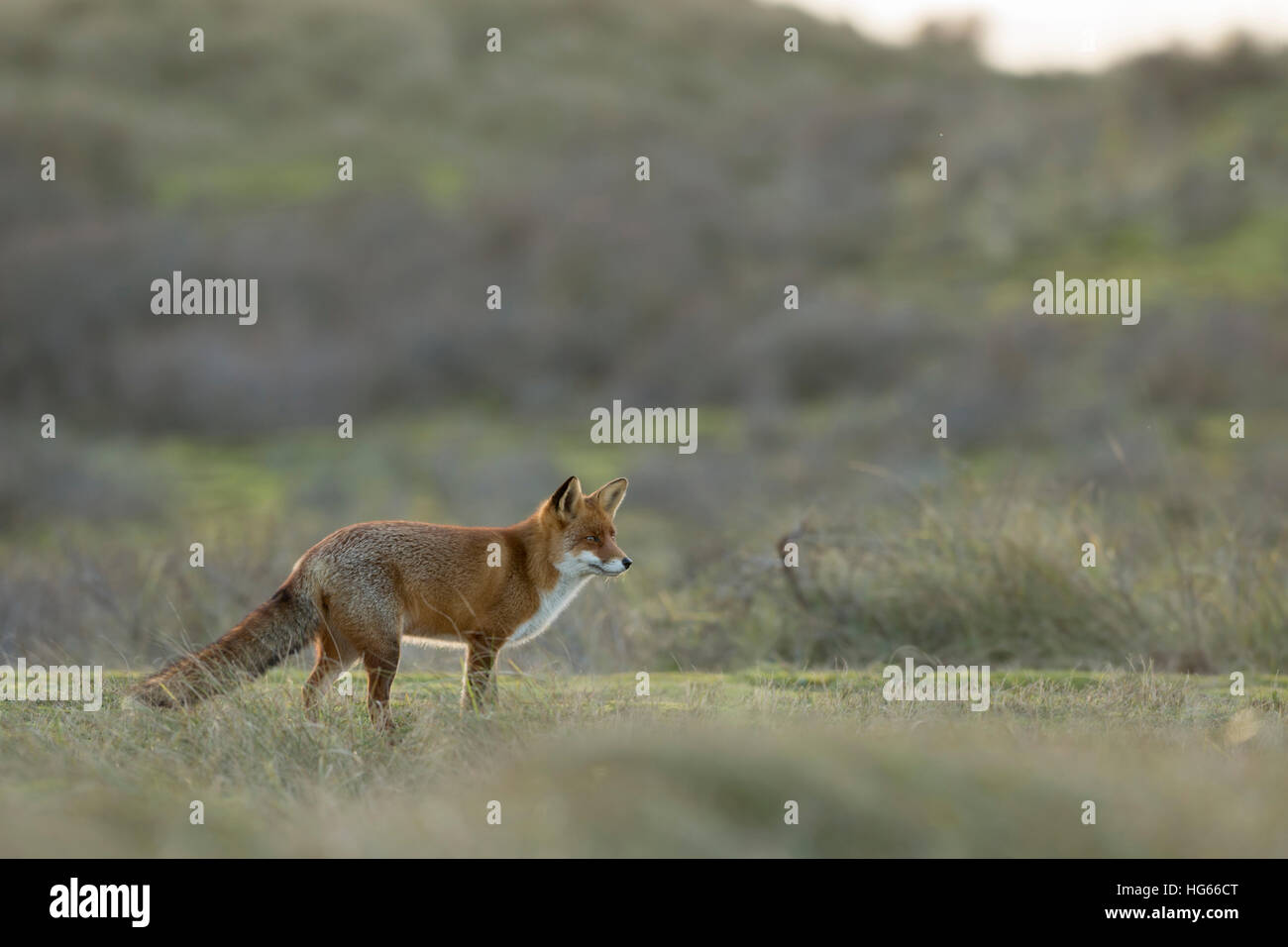 Red Fox ( Vulpes vulpes ) in piedi nella prateria aperta, sulla distanza, bella luce della sera, corpo pieno, vista laterale, Wildlife Europe. Foto Stock
