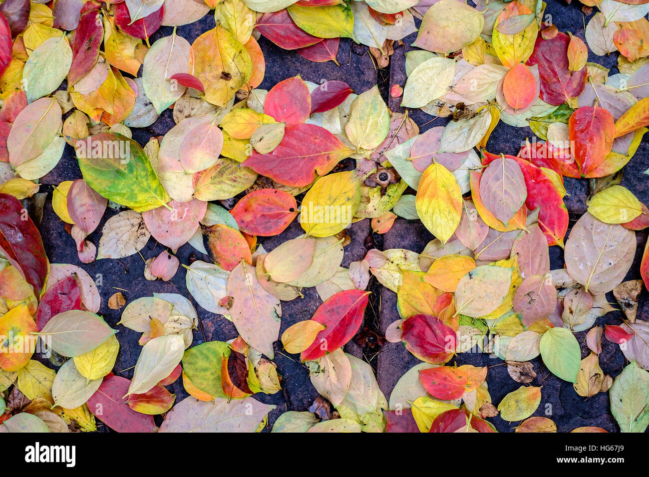 Wet caduta persimmon tappeto di foglie Foto Stock