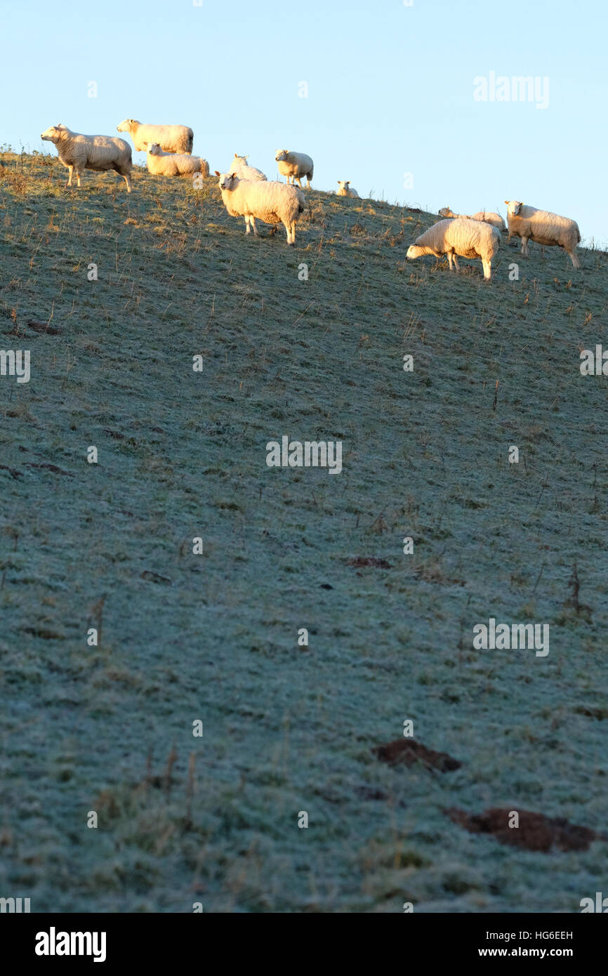 Titley, Herefordshire, UK - Gennaio 2017 - pecore benvenuti la mattina di sole dopo un freddo gelido chiara notte con temperature locali nelle zone rurali Herefordshire giù a meno di 5C ( -5C ). Foto Stock