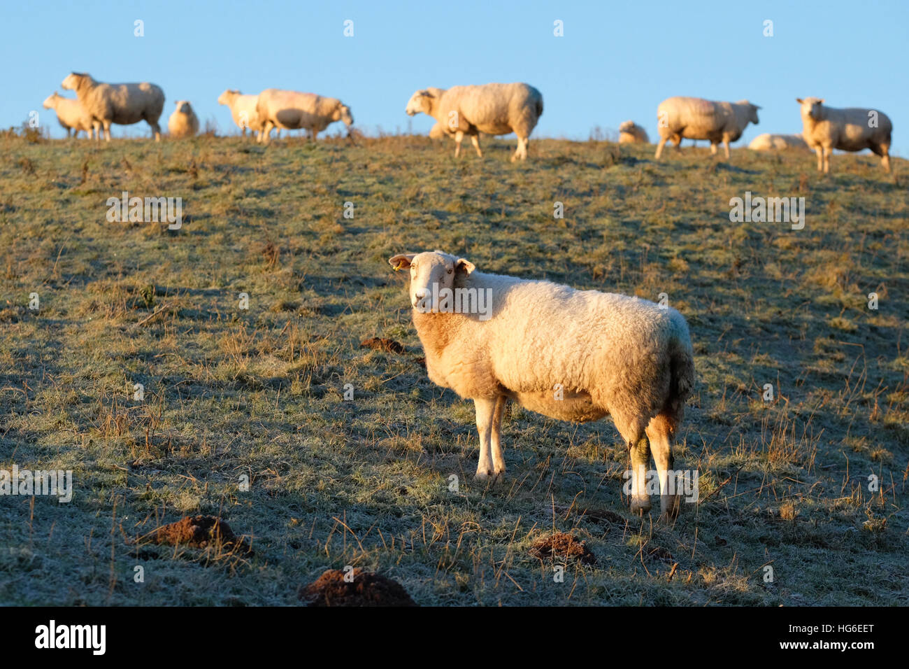 Titley, Herefordshire, UK - Gennaio 2017 - pecore benvenuti la mattina di sole dopo un freddo gelido chiara notte con temperature locali nelle zone rurali Herefordshire giù a meno di 5C ( -5C ). Foto Stock