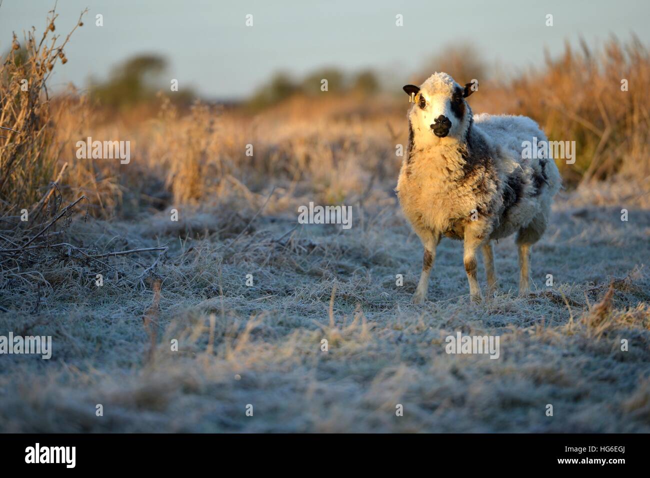 Pecore in campo invernale Foto Stock
