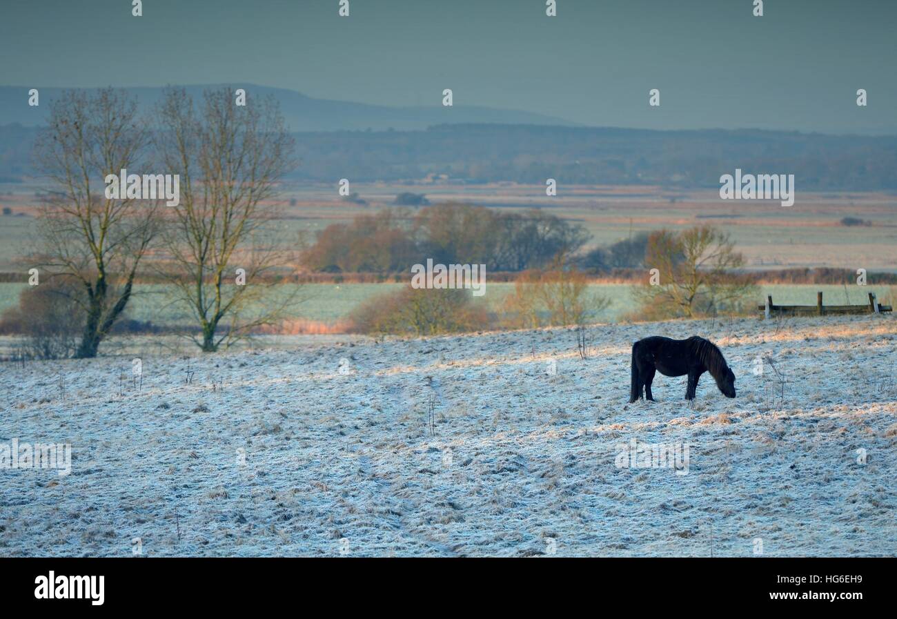 Cavallo nero in un campo di congelati Foto Stock