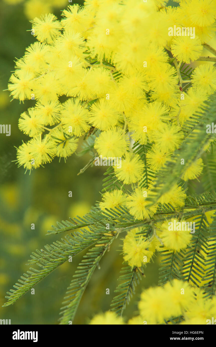 Acacia decurrens 'Latifolia', mimosa décurrent 'Latifolia " // Acacia decurrens 'Latifolia' , corteccia di Acacia 'Latifolia' , il primo nero a graticcio 'Latifolia' , verde graticcio 'Latifolia' , Sydney "graticcio Latifolia' , corteccia di bargiglio 'Latifolia' Foto Stock