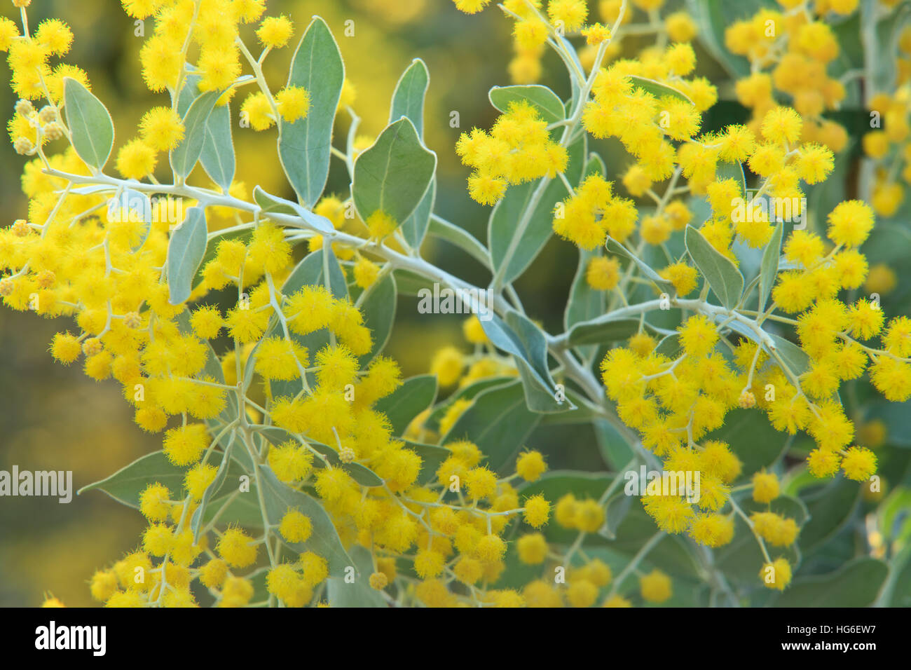 Queensland argento o graticcio Mount Morgan bargiglio, Acacia podalyriifolia Foto Stock