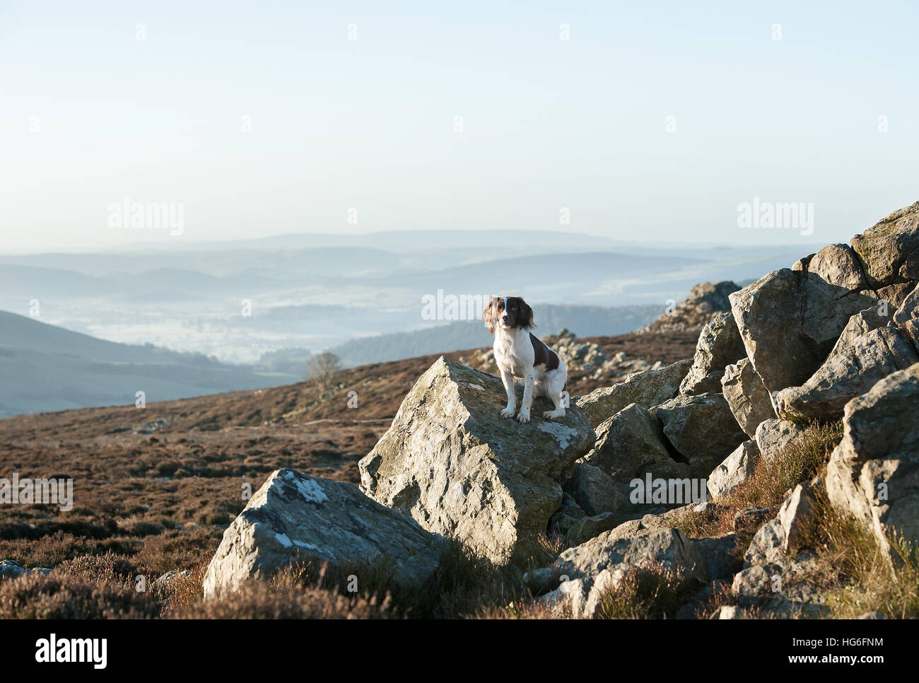 Una Springer Spaniel, fegato e bianco, sat sulle rocce sulle colline Stiperstones nello Shropshire. Foto Stock