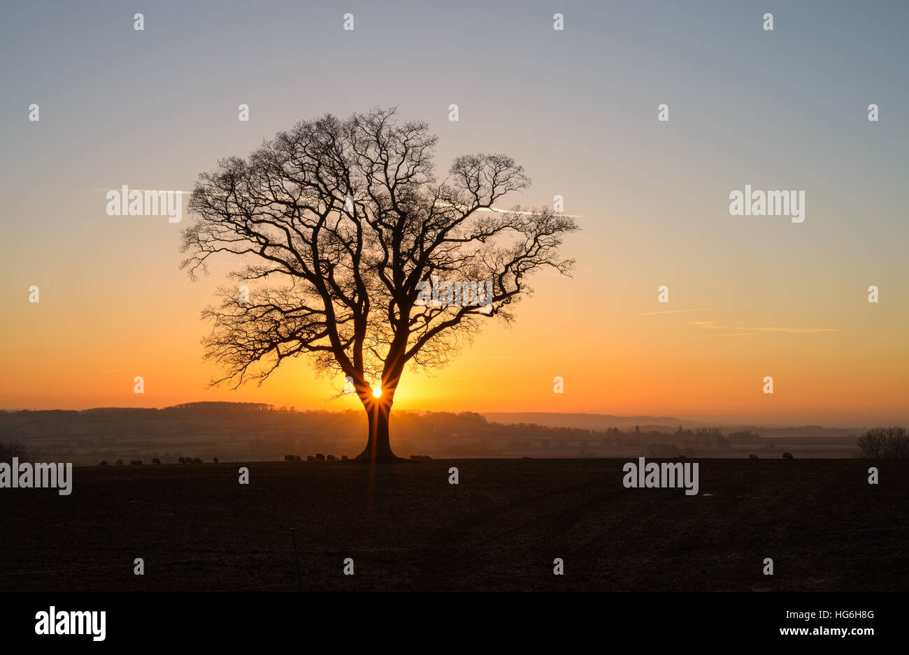 Priors Marston, Warwickshire, Regno Unito. Janurary 5, 2017. Un nitido inverni ancora tramonto nelle zone rurali del Warwickshire. Un lone tree stagliano contro un colorato del cielo della sera. © Dan Tucker/Alamy Live News Foto Stock