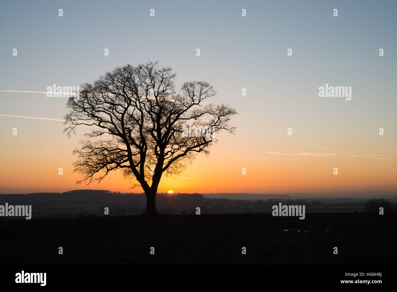 Priors Marston, Warwickshire, Regno Unito. Janurary 5, 2017. Un nitido inverni ancora tramonto nelle zone rurali del Warwickshire. Un lone tree stagliano contro un colorato del cielo della sera. © Dan Tucker/Alamy Live News Foto Stock