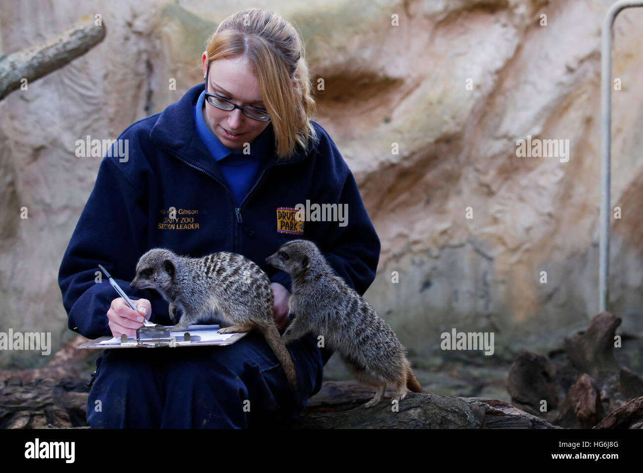 Eastbourne, Regno Unito. Gen 5, 2017. Zoo del cancelliere Katherine Gibson pone con Meerkats come ella fa annuale di conteggio degli animali a livello familiare zoo, Drusillas Park, a Alfriston vicino a Eastbourne, Regno Unito giovedì 5 gennaio 2017. Il conteggio annuale è uno dei più grandi lavori nel diario e viene intrapresa da parte degli allevatori in tutto il paese in questo momento dell'anno. Essa è completata come parte della conformità con la legislazione dello zoo, che richiede che i giardini zoologici e gli acquari per mantenere record precisi di ogni animale della nascita, della morte, di arrivo e di partenza. © Luca MacGregor/Alamy Live News Foto Stock