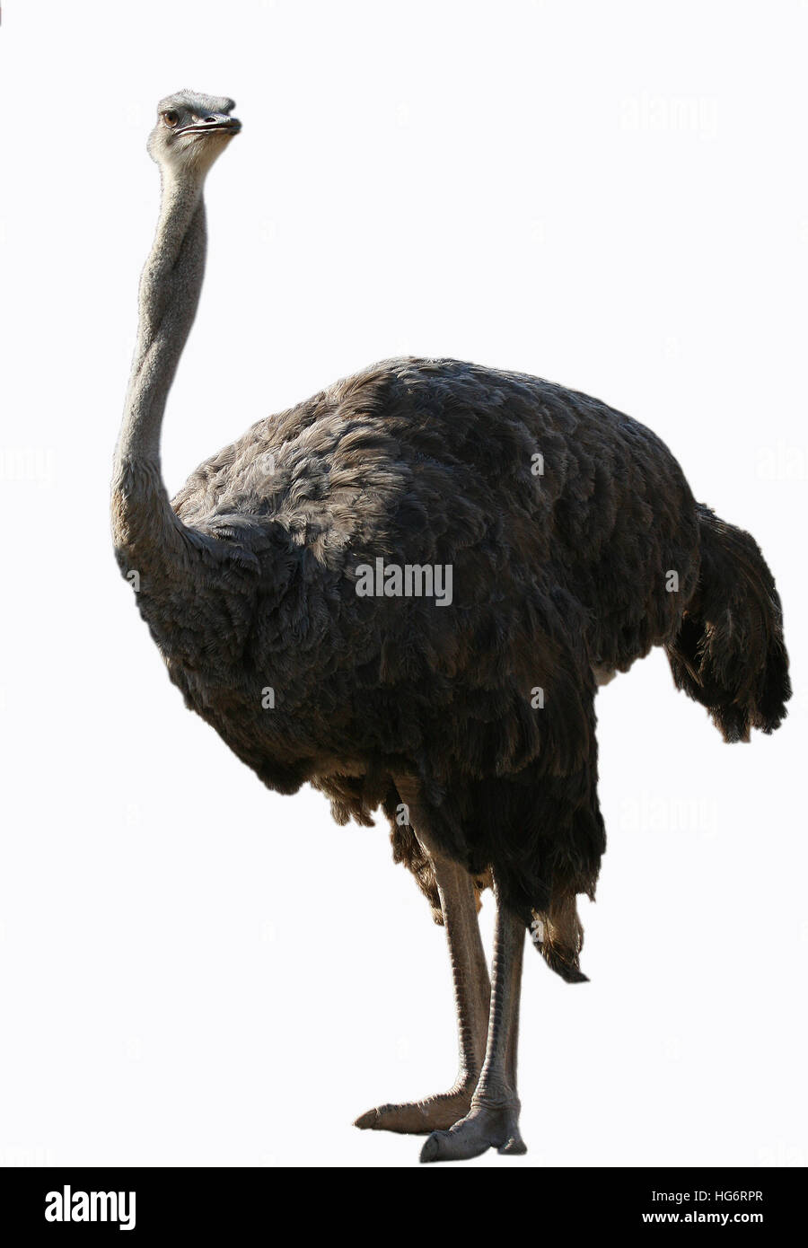 Struzzo, Struthio camelus Foto Stock