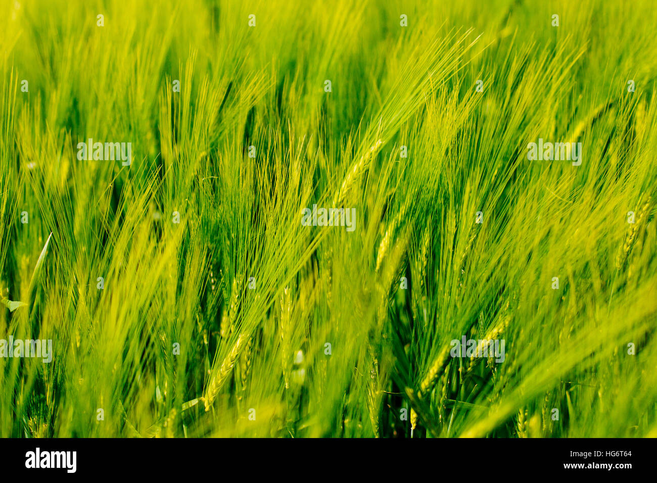 Picco nel campo di segale in Fehmarn, Germania. Foto Stock