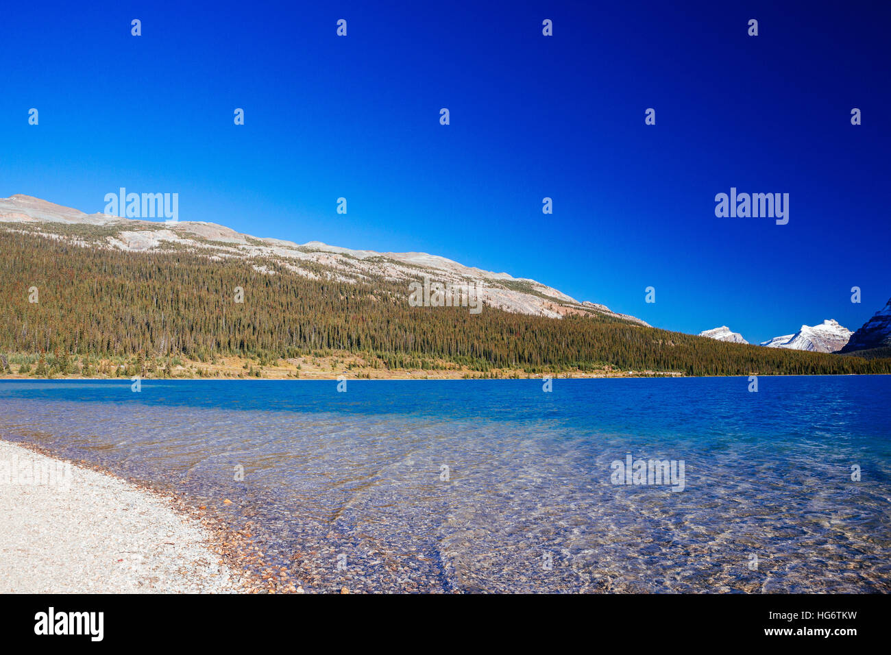 Bow Lake è un piccolo lago nel western Alberta, Canada. Si trova sul fiume Bow, nelle Montagne Rocciose Canadesi, ad una altitudine di 1920 m. Foto Stock