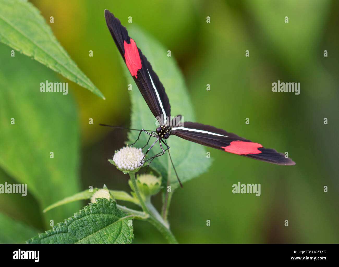 Red portalettere butterfly (Heliconius erato) alimentazione su un fiore, Belize, America Centrale Foto Stock