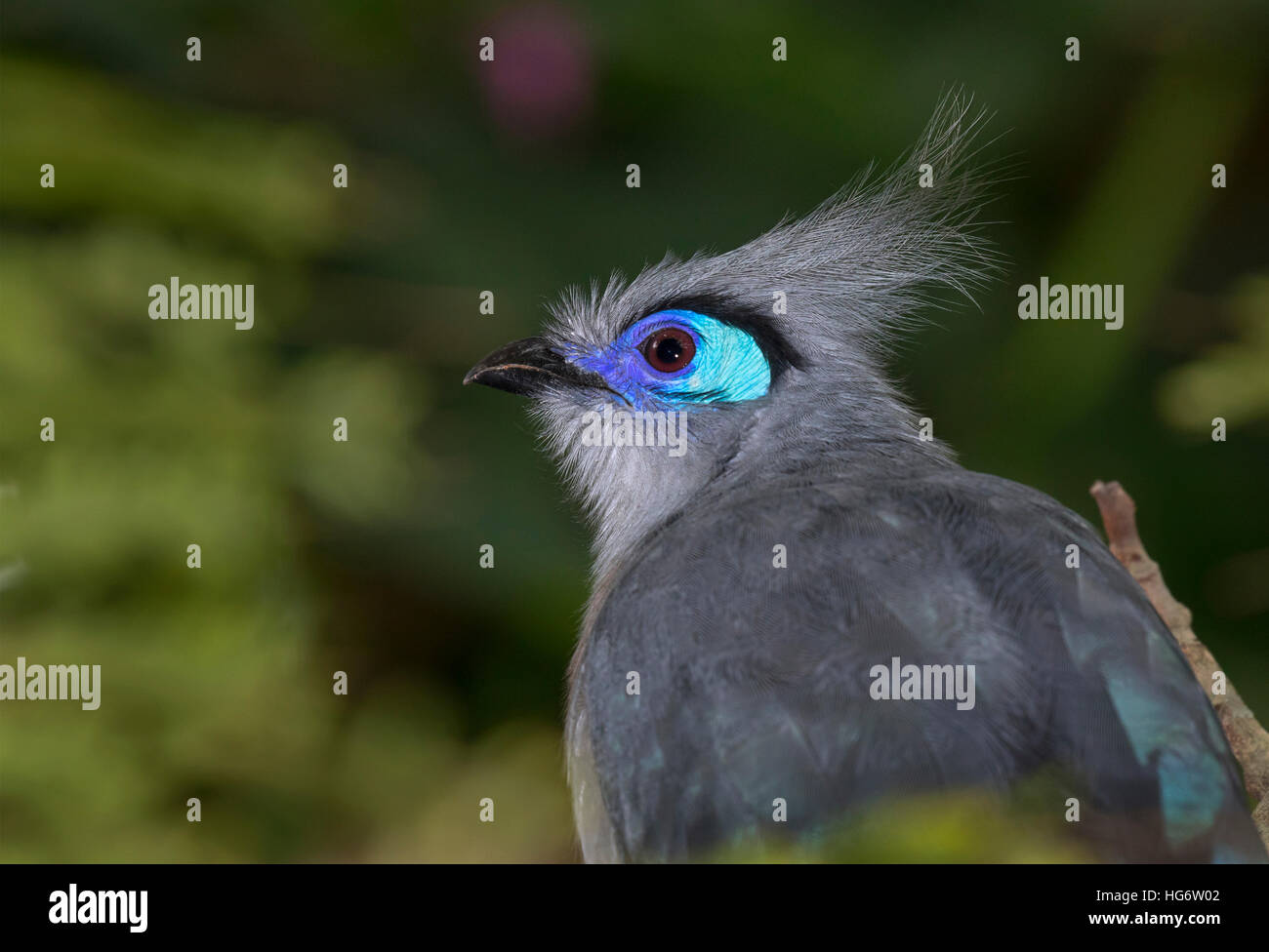 Crested coua (Coua cristata) ritratto, prigioniero (nativo del Madagascar). Foto Stock