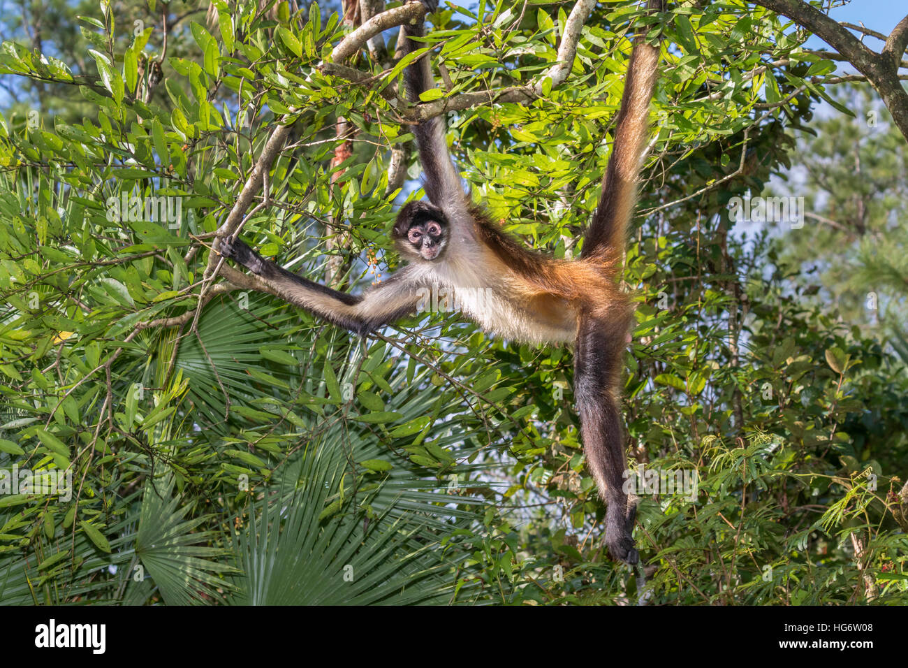 Yucatan Geoffroy's spider monkey (Ateles geoffroyi) facendo bagni di sole nella foresta pluviale, Belize, America Centrale Foto Stock