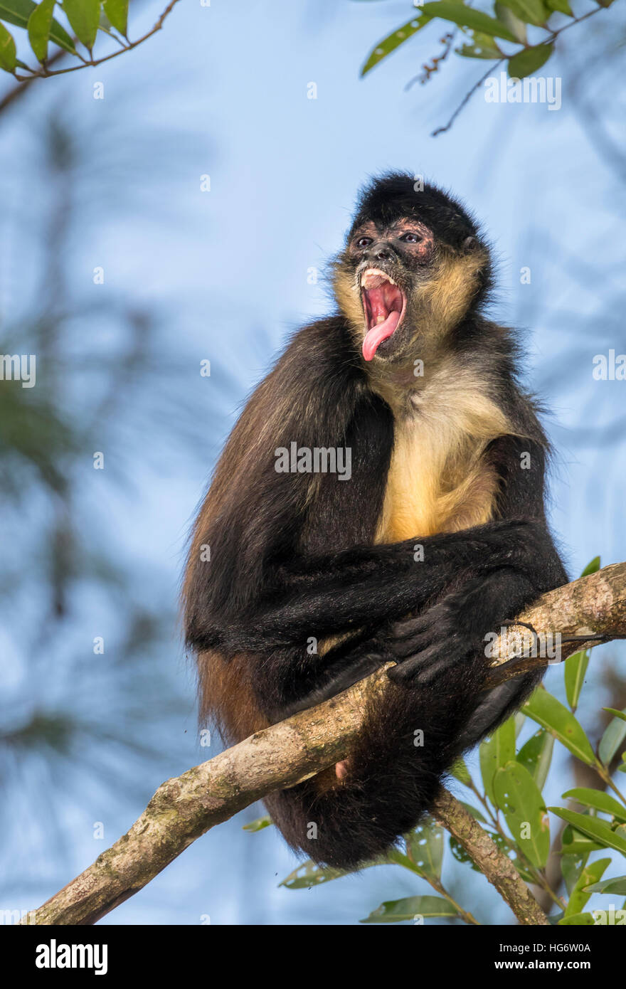 Yucatan Geoffroy's spider monkey (Ateles geoffroyi) chiamando il tree top nella foresta pluviale, Belize, America Centrale Foto Stock