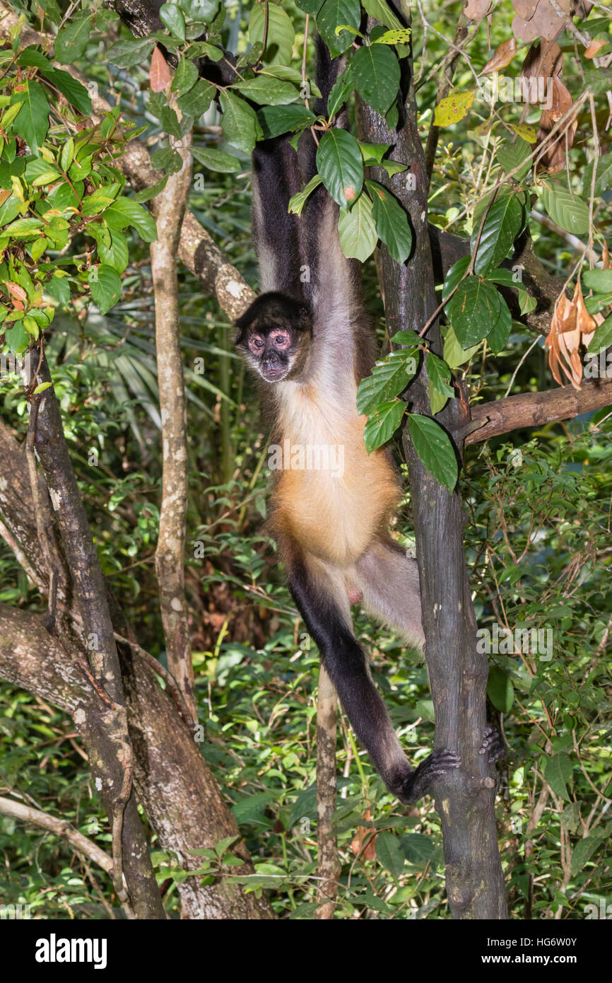 Yucatan Geoffroy's spider monkey (Ateles geoffroyi) nella foresta pluviale, Belize, America Centrale Foto Stock