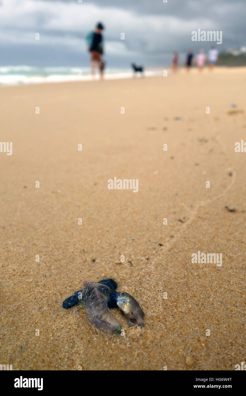 Physalia medusa (con catturati pesci preda) lavato fino in spiaggia con la famiglia in background, Sunshine Beach, Sunshine Coast, Queensland, Australia. Foto Stock