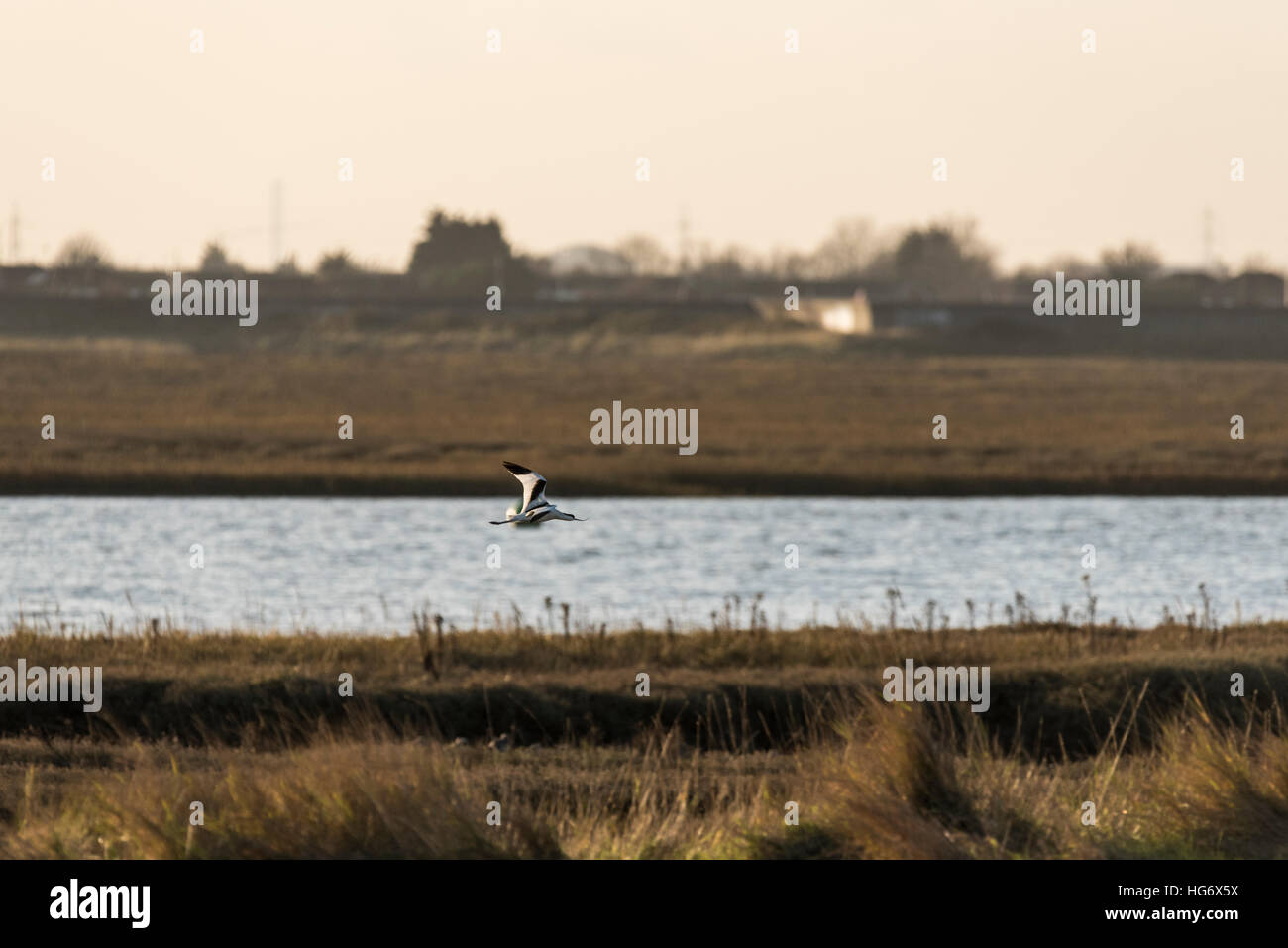 Un Avocet battenti al crepuscolo Foto Stock