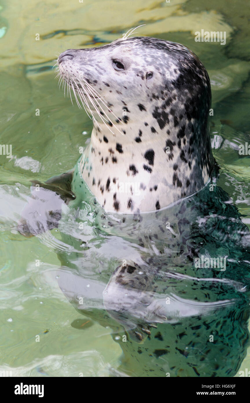 Guarnizione di tenuta del porto (Phoca vitulina) galleggiante verticalmente in acqua. Foto Stock