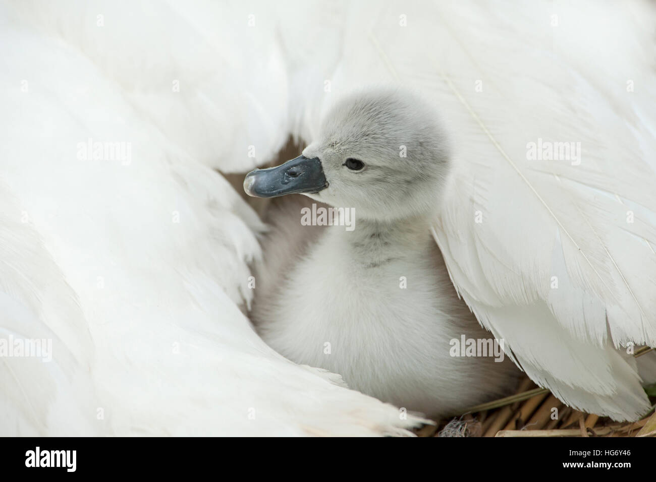 Bianco Cigno cygnet - Cygnus olor sotto le piume per adulti Foto Stock