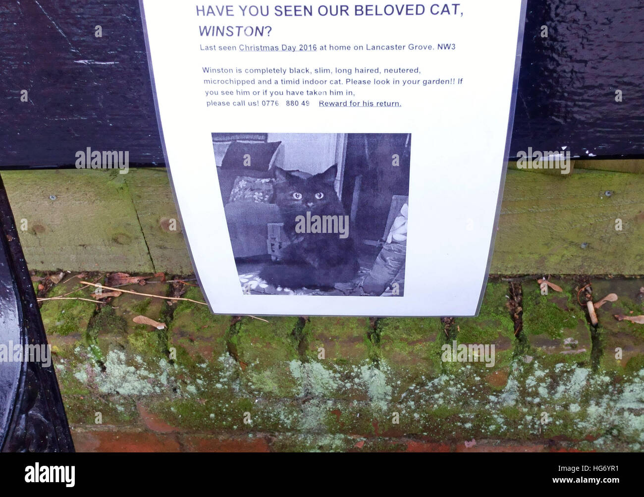 Gatto smarrito poster in Street a Londra del nord Foto Stock