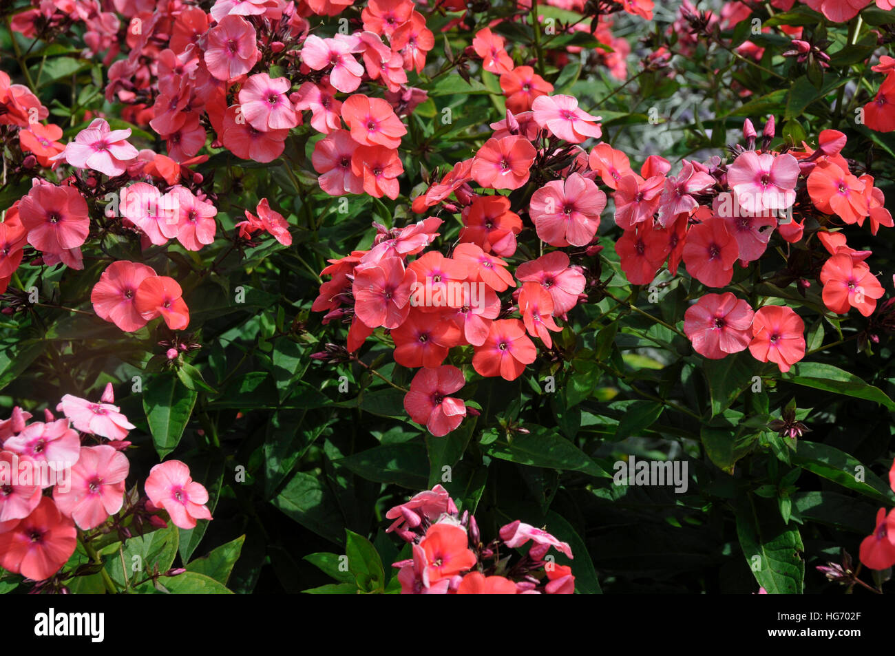 Phlox "Vincent van Gogh' Foto Stock