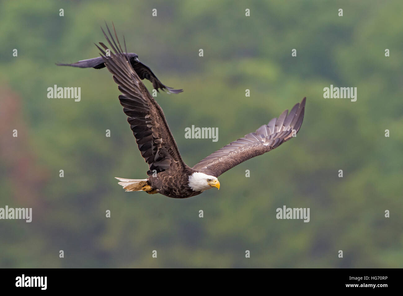 Aquila calva (Haliaeetus leucocephalus). American crow (Corvus brachyrhynchos). Parco Nazionale di Acadia, Maine, Stati Uniti d'America. Foto Stock