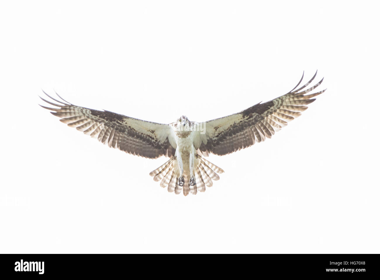 Falco pescatore (Pandion haliaetus). Parco Nazionale di Acadia, Maine, Stati Uniti d'America. Foto Stock