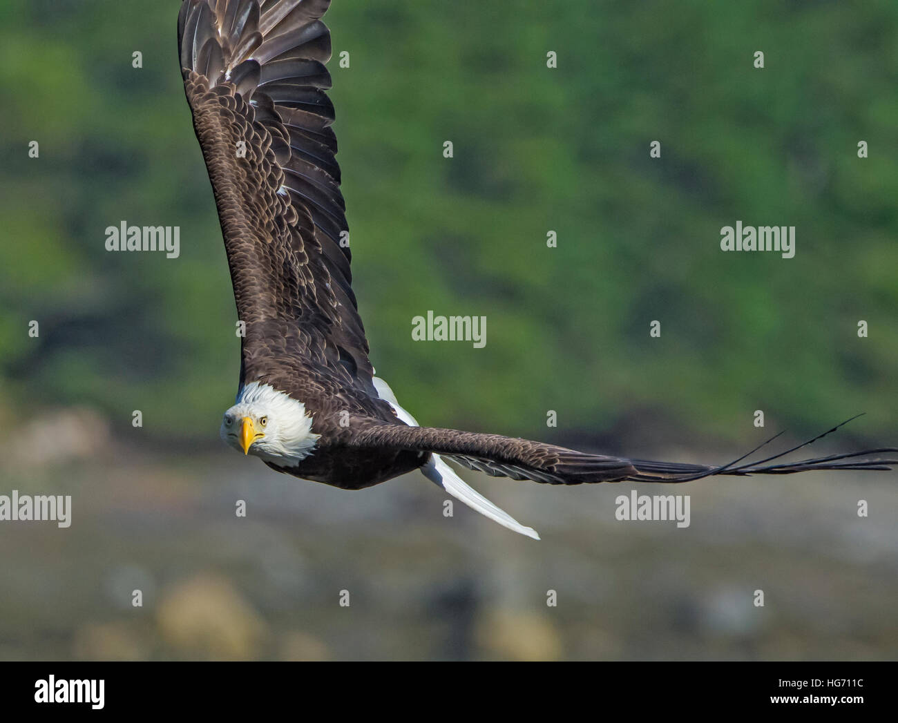 Aquila calva (Haliaeetus leucocephalus). Parco Nazionale di Acadia, Maine, Stati Uniti d'America. Foto Stock